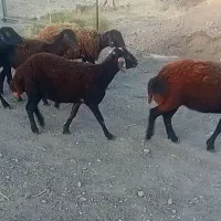 میش جوان