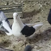 کبوتر