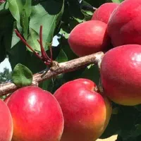 نهال های مثمر چند شاخه  زردآلو های پایه دارگلدانی