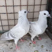 کبوتر|پرنده|بیرجند, |دیوار