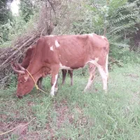 گاو چالوسی حامله با گوساله ماده