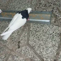 کفتر ماده طوقی سیا
