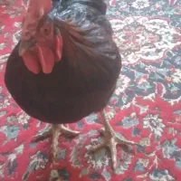 خروس سیاه بزرگ با مرغ خروس گلین سه ماهه بردسیر