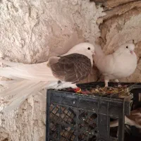 کبوتر معاوضه