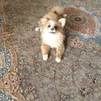 سگ پامر اشپیتز