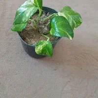 عروسک خرسی وگیاه وگل