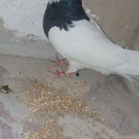 کبوتر