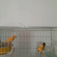 فروش قناری جفت خورده