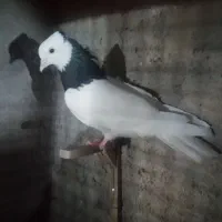 ماده طوقی ودمبی