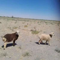 سلام چندتا بره نرو ماده