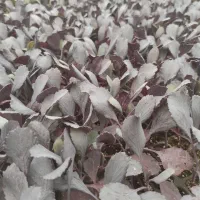 نشا|خدمات باغبانی و درختکاری|دزفول, |دیوار