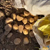 سیب زمینی بذری جورجینا ۴۰۳
