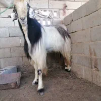 تکه بز ترکمنی مقاوم دربرابر گرماوسرما چاق جوان