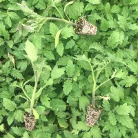 سفارش کاشت انواع ارقام نشا پذیرفته میشود