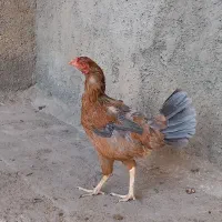 مرغ دو رگ لاری