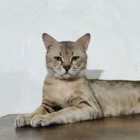 واگذاری گربه