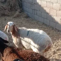 بره|حیوانات مزرعه|زیرکوه, |دیوار