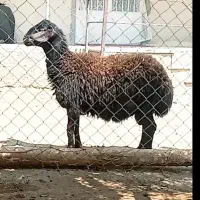 بره نر قزل افشاری