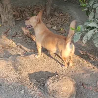 سگ خوشگل سر و حال
