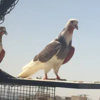 کفتر پرشی