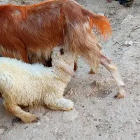 یک بره نر پاک ۸میلیون ۵۰۰حراج