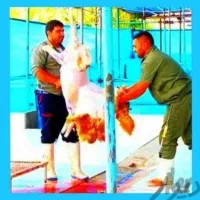 نَر ینه*جوآن تخفیف ویژه عیدقربان زنده»»گوسفند۶ماهه