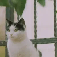 گربه