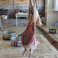 گوسفند مستقیم ازکوهستان زنده