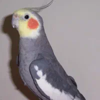 پرنده هلندی