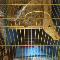 عروس هلندی وقناری