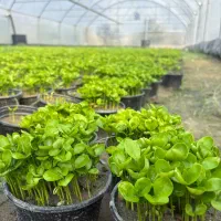 فروش عمده سبزه نارنج عید ۱۴۰۵ - گلخانه ای و تازه