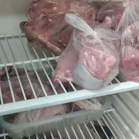 مرغ|لوازم جانبی حیوانات|زاهدان, |دیوار