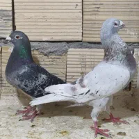 کفتر آلمانی جان اردن