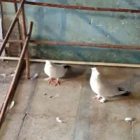 دم سیاه و سرخ و ابلق