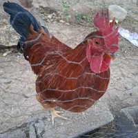 خروس|حیوانات مزرعه|ورامین, خیر آباد|دیوار