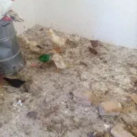 جوجه اردک و جوجه گوشتی و جوجه روستایی
