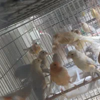 تعداد پنجاه عدد جوجه سیلور نقره ای ویک نر رسمی