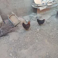 دوعدد مرغ