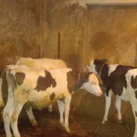 فروش ۲ راس گوساله نر سمینتال و ۱ راس ماده سمینتال