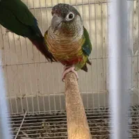 گرینچیک کارداده با قرمزی بالا