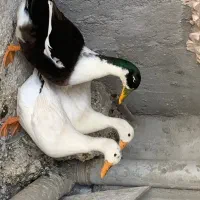 اردک|حیوانات مزرعه|نیشابور, شریعتی|دیوار