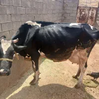 فروش گاوهلشتاین