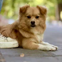 سگ میکس پامر اشپیتز