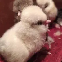 جوجه مرغ