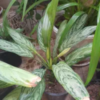 گل پتوس.آگولنما وقلمه گل ذرتی