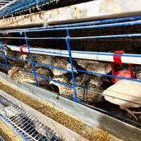 فروش بلدرچین و تخم بلدرچین