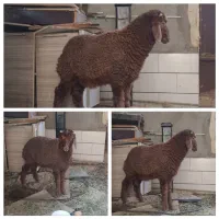 فروش گوسفند