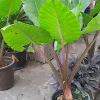 گل و گیاهان آپارتمانی و فضای باز