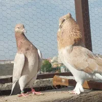 کبوتر سورور زرد کاکلی پرشی