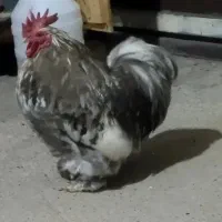 دوعدد خروس کوشین ۷ماهه جوان